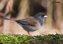 Junco hyemalis